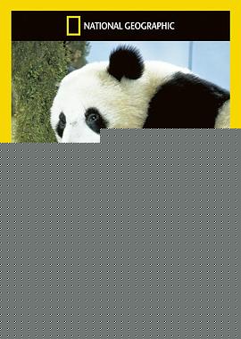 拯救大熊猫